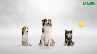 IAMS&trade; SEE THE WOW - ALL DOG