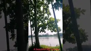 দেশি বাদাম গাছ, A beautiful nut tree, local nut tree.#beautifulnature#nuttree