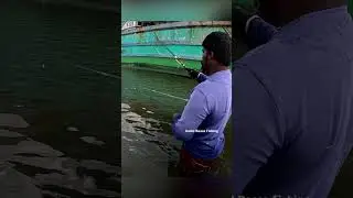 River Fishing Success 🎣 Triple Hook Setup for Mullet Fish #MulletFish #MaidaBait #RiverFishing