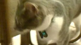 Pretty Pussy