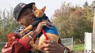 iAmMoshow -Cats I Guess (Official Video)