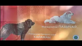 Документарен филм „Македонските раси на кучиња на ПЕТ ФЕСТ - 2025“