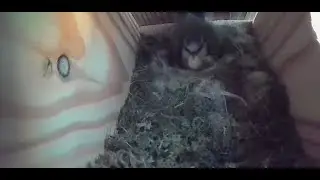 Hatching Day 2025