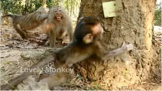 Baby Baron Shocking Terrifies Cry Scared. Who Attack Mom  Brianna and Leave Baby Baron Cry Alone?