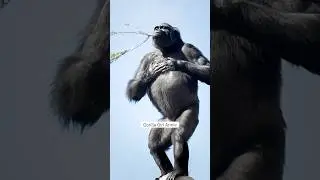 Gorilla Girl Beating Chest hard! #gorilla #Annie #shabani