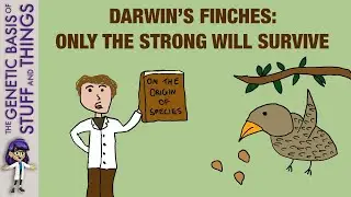 Darwin&rsquo;s finches as an exceptional model of natural selection: not all can survive!