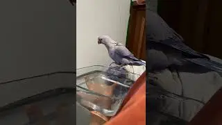 Richi The Parrot Compilation 2025