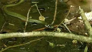 Junge Ringelnatter bei der St&ouml;berjagd unter Wasser / Young Grass snake hunting under water