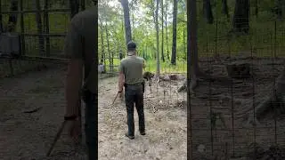 TRAPPING bait thieves #trapping #raccoons #trapper #outdoors #shorts #country