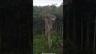 Korowai tribe tree house