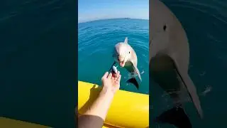 Feeding a Wild Dolphin &ndash; Up Close and Personal! 🐬✨