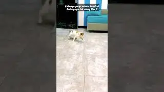 KUCING PULANG DUGEM #shorts
