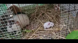Two baby guinea pigs were born overnight