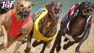 Greyhound legend 525 yard Track Race Showdown