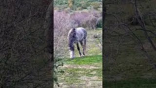 Wild Grey Horse #mustang #wildhorses #wildlife