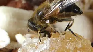 Female Hoverfly - Eristalis pertinax -  B&yacute;sveifur - Sveiffluga -  Flugur - Skord&yacute;r - Sveifur