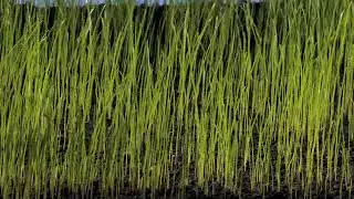 Grass seed sowing, germination & grass growing time lapse