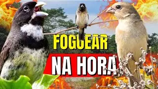ESQUENTE SEU COLEIRO TUÍ TUÍ MELHOR COLEIRO TUÍ TUÍ E FÊMEA CHAMANDO PARA ESQUENTAR COLEIRO TUÍ TUÍ