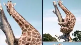 Им яц лебедь, журавиль яц из?!😂😂😂😂😂