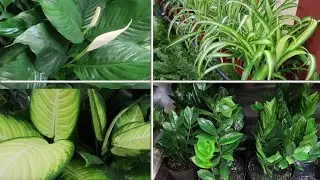 What Houseplant To Pick At Home Depot 2020