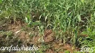 الصافيه دبع الخارج محافظه تعز اليوم الأحد الموافق ٢٠٢٥/٩/٢١@