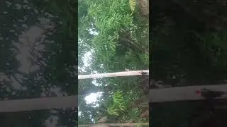 um casal de picapal