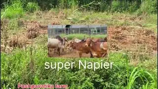 Super Napier Grass Benefits | Easy Growing & Cow Feed Guide