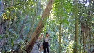 CURTIS FALLS || MOUNT TAMBORINE RAINFOREST WALK IN AUSTRALIA
