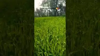 #folksong #song #nature #lifeisbutadream #farming #love #music #kisan #kisankakhet ________❤️🥀☺️❤️