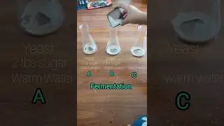 Fermentation | Experiment on fermentation yeast  sugar test #fermentation #biotechnology #biology