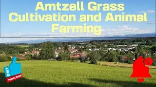 Germany 🇩🇪 BADEN-WÜRTTEMBERG, Amtzell Walking Tour. Grass Cultivation and Animals Rearing is the key