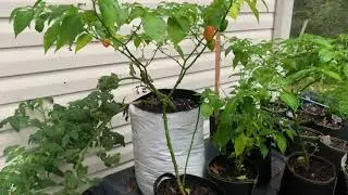 Pepper plant wintering - HELP  How do I do it?