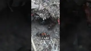 Ants in an Anthill Macro Forest Sound ASMR Bugs #macro #asmr