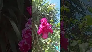 дарите женщинам цветы 🌹😊 #live #shorts #shortvideo #youtube #цветы #music