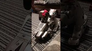 Fun with PiXeL, Jingle and Selena #shorts #pets #aibo #ai #robot