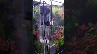 Aquascape 65L shrimp jar,Twinstar SA led light's,TWINSTAR STERILISER
