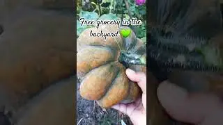 Free vegetables in the backyard #nature #birdsong #harvestvegetables #mybackyardgarden