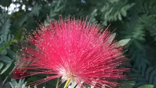 Calliandra Haematocephala  (Red powderpuff) Fairyduster plant خوبصورت پودا