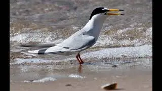 1 hour sound of  Little tern