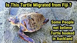 Turtle caught in Auckland Beach. Huia End Fishing Spot Auckland. Rock fishing Auckland.