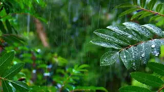 Himalayan Bliss, Rainforest Rain Sounds for Sleeping or Studying 🌧️ White Noise Rainstorm 3 Hours
