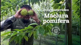 Osage Orange (Maclura pomifera): Hardste hout van Noord-Amerika? | Mythes getest