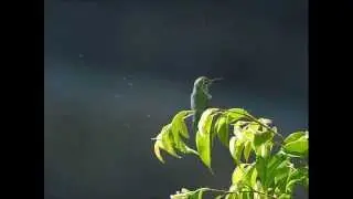 The Sounds of Nature - Tropical Rain Forest - Artist Gaia
