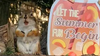 Let The Summer Fun Begin, Birds and Squirrels! Cat TV 2022.07.21