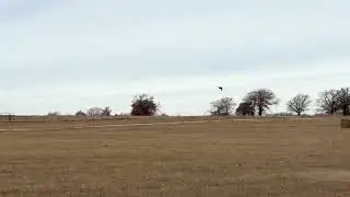 Punch Bird Marking Drill with Golden Retriever Hunting Retriever Champion @resolutegoldens &ldquo;Rory&rdquo;