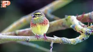 Bird Stories - Zetouna (Cirl Bunting/Bruant Zizi)
