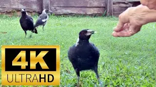 The ABSOLUTE BEST Way to Train a Young Magpie