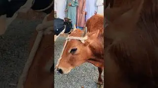 oman nizwa new video #سوق_نزوى #اكسبلور #lifeisbutadream #nizwasouq #music #song #goatauction