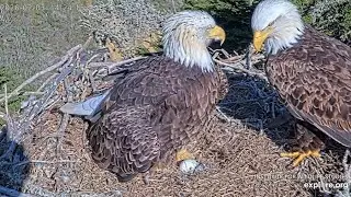 Sauces Bald Eagle Cam on 2/3/26 at 13:00:24 Audacity Lays her 2nd egg Jak comes in to see