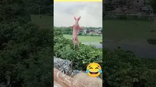 Funny animal dance 😬🤗😬🤗😬ifh